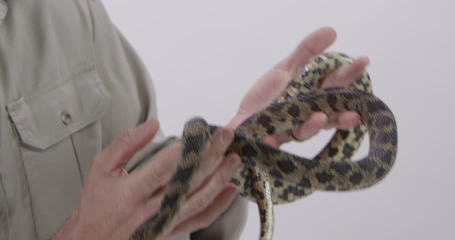[fox snake zookeeper handling serpent]fox serpent : vidéo de stock (100