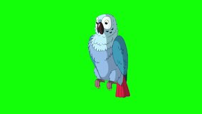 Blue Parrot Talking. Green Screen Video Footage. Looped motion graphic.