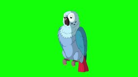 Blue Parrot Greets. Green Screen Video Footage. Looped motion graphic.