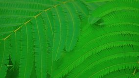 Delicate. symmetrical leaves of a fern-like plant growing in a wilderness area in Bali. Indonesia. Video 4k