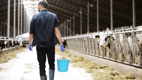 agriculture industry, farming, people and animal husbandry concept - young man or farmer with bucket of hay walking along cowshed and cows on dairy farm