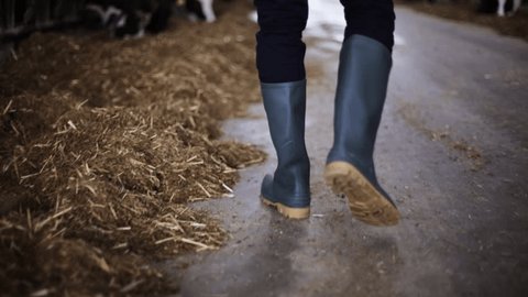 agriculture industry, farming, people, footwear and animal husbandry concept - young man or farmer in gumboots walking along cowshed on dairy farm