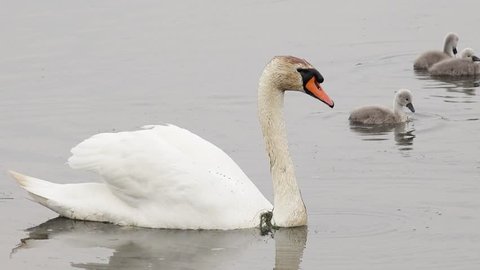 swan swimming in the lake and search feed