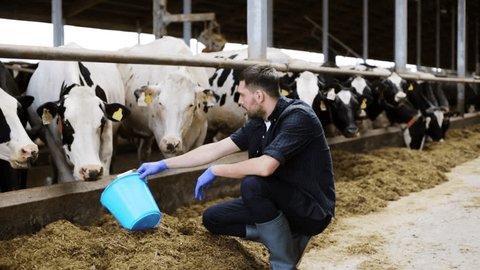 agriculture industry, farming, people and animal husbandry concept - young man or farmer with bucket feeding herd of cows with hay in cowshed on dairy farm