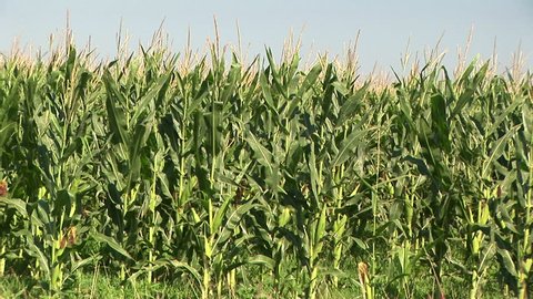 series of corn field shots from a farm.