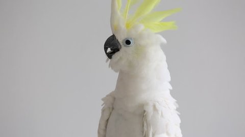 Sulphur-crested Cockatoo, Cacatua galerita,with crest up in front of white background