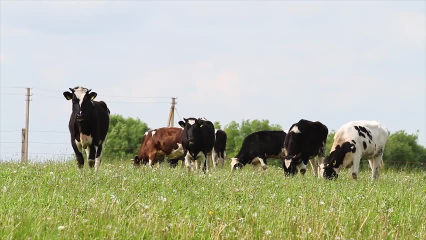 herd of young cows