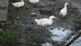 geese in the video yard drinking water from puddles