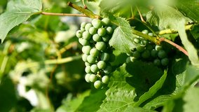video green branch of a large grape