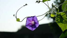 purple flower on a thin stalk of twine video