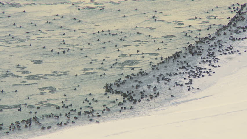 Wild ducks on winter river in Canada