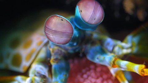 Peacock mantis shrimp eyes move very fast and fun