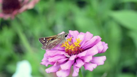 Tiny Sachem Skipper butterfly drinking nectar from a pink zinnia flower with its proboscis, in slow motion