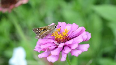 Tiny Sachem Skipper butterfly pollinating a pink Zinnia flower