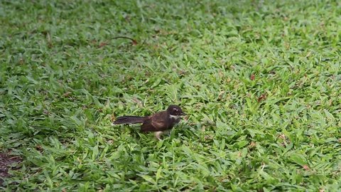 Footage of Bird on grass, Graden, Bird in the Graden