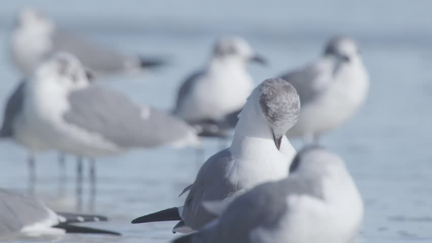 Flock of seagulls walk along the beach in daytime. United States, Florida, Daytona Beach. Slow motion shot.   