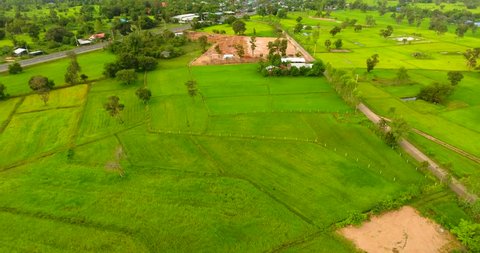 Aerial view shot rice field in countryside