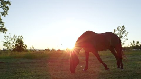 SLOW MOTION, CLOSE UP, LOW ANGLE VIEW: Beautiful powerful dark brown stallion horse pasturing on meadow field at golden sunset evening. Big strong gelding gazing at stunning sunrise and running away