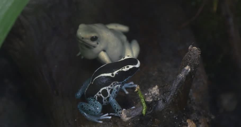 White Frog and Blue Frog Dendrobates Tinctorius in the Tropics on the Tree. Frog Sitting Motionless Next. They Are Looking in Opposite Directions.