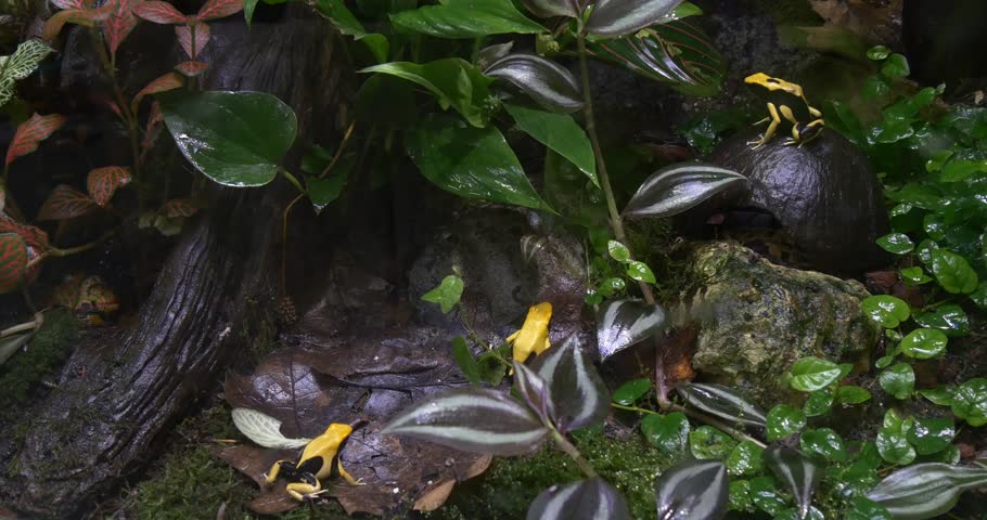 Yellow and Black Frog Sitting in a Thicket of Exotic Plants, Latin Phyllobates Bicolor. in a Warm Humid Forest Were Many Frogs. Frog Sitting Among the Beautiful Red, Green Leaves and Bark