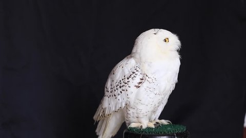 Snowy owl is a large diurnal Owl, with fairly rounded head, yellow eyes and black bill. Feet are well feathered. It is a distinct white Owl, which entire plumage may be variably