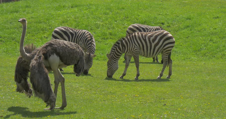Ostrich and Zebra Graze Three on Green Grass in a Gentle Slope at the Zoo. Struthio Camelus, Eguus Guagga Boehmi. Zebras Are Group Heads Down. Zebras Eating Fresh Grass. Before Zebras Are an Ostrich.