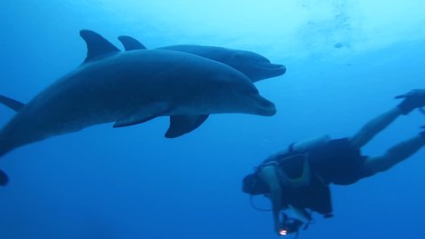 Bottlenose dolphins interact with scuba diver in wild, Red Sea, Egypt.