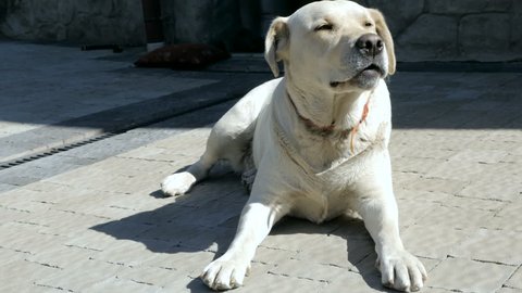 Labrador retriever dog yawning and barking