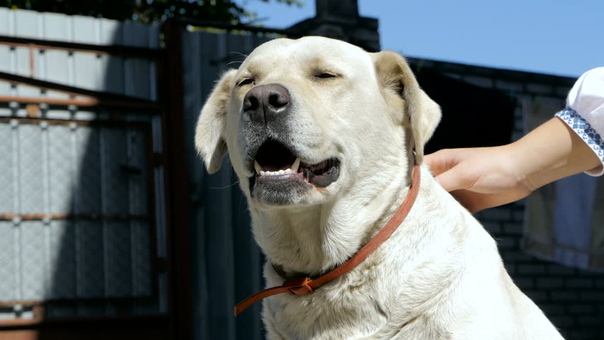 Labrador retriever dog looks and basking | Shutterstock HD Video #19227304