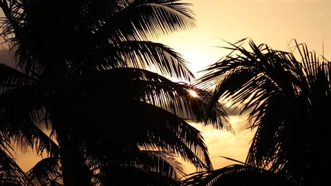 Sunset through palm tree leaf silhouette

