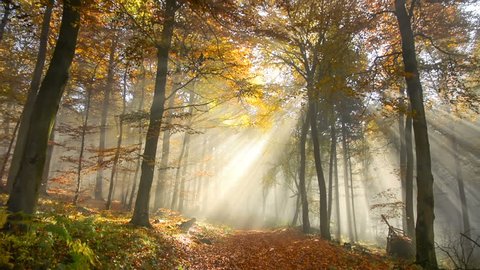 Tracking shot of a beautiful misty forest  in autumn, with rays of sunlight falling through the trees