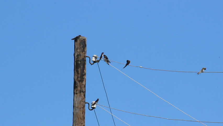 swallows on wires