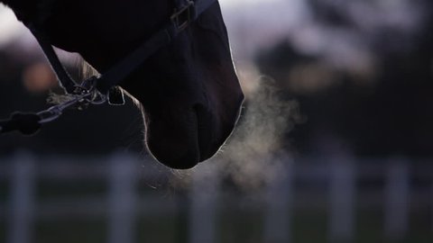 SLOW MOTION, CLOSE UP, DOF: Hot breath turning into vapor when coming out from horse's nostrils. Beautiful dark bay horse breathing deeply, warm air changing into steam. Strong stallion blowing air