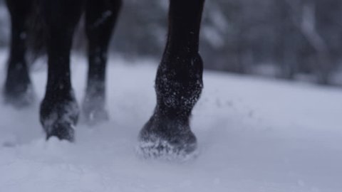 SLOW MOTION, CLOSE UP, DOF: Beautiful wild horse walking through white snowy blanket. Strong, powerful dark bay gelding stepping into soft cold snow. Small snowflakes accumulating on hooves and hair
