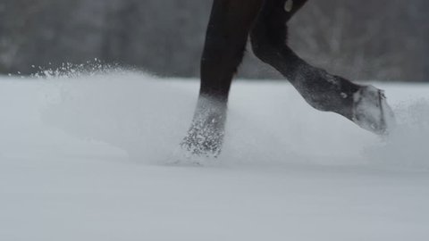 SLOW MOTION CLOSE UP DOF: Big powerful dark bay horse trotting through white snowy blanket. Powerful brown gelding stepping on field covered with dry powder snow, snowflakes rising and flying around