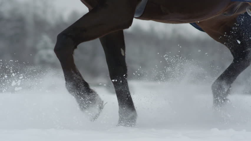 SLOW MOTION CLOSE UP DOF: Big powerful dark bay horse trotting through white snowy blanket. Powerful brown gelding stepping on field covered with dry powder snow, snowflakes rising and flying around