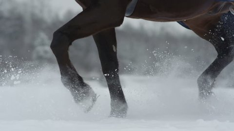 SLOW MOTION CLOSE UP DOF: Big powerful dark bay horse trotting through white snowy blanket. Powerful brown gelding stepping on field covered with dry powder snow, snowflakes rising and flying around : vidéo de stock