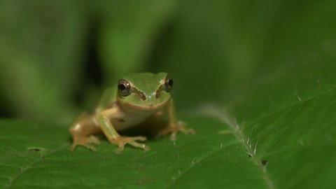 Japanese Tree Frog (Hyla japonica)