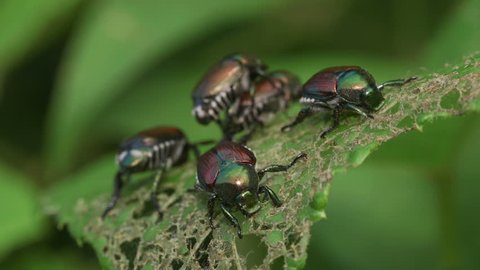 Japanese Beetle (Popillia japonica) Feeding on Green Leaf