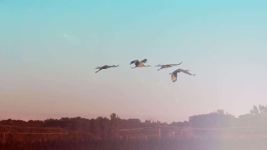 Flock of cranes flying over sunset landscape