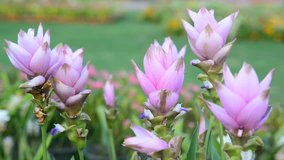 Siam Tulip Flower in a Garden, It name is Krachiew flower  in Thailand