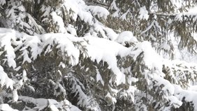 Spruce branch in snow