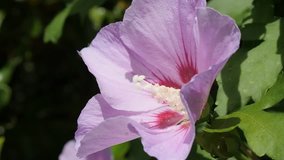Common rose of Sharon Malvaceae plant hidden in the shrub 4K 2160p 30fps UltraHD footage - Healthy herbal Hibiscus syriacus pink flower bud branch 3840X2160 UHD video