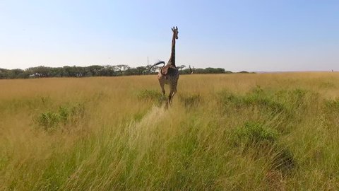 Stock video footage aerial view of the Savannah and giraffes