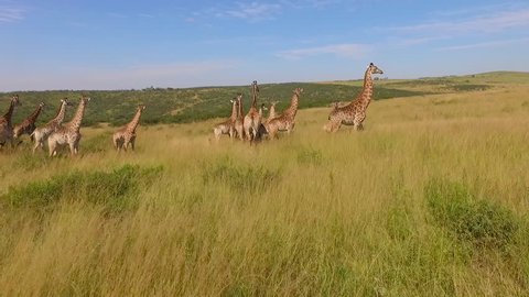 Stock video footage aerial view of the Savannah and giraffes