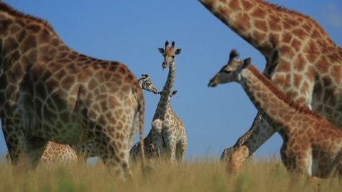 giraffes graze on the Savannah of South Africa
