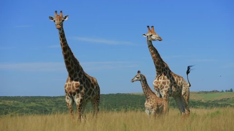 giraffes graze on the Savannah of South Africa