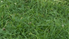 Ungraded: Mowing Lawn / Grass Cutting / Weed Control. Farmer mows the lawn with grass and weeds with electric cutter. Grass close-up. (av23963u)