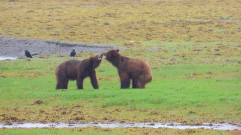 A couple young, playful Brown Bear having fun sparring in the rain at Pack Creek in Southeast Alaska.