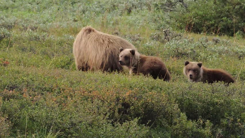 Curious spring Grizzly cubs stay close to mom in Denali National Park, Alaska.